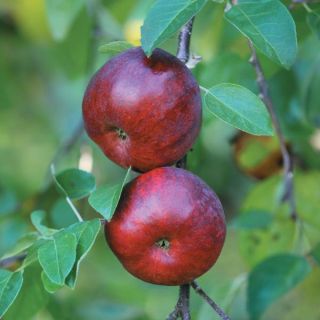 Novamac Apple Tree Thumbnail